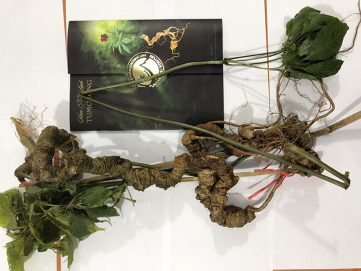 Cùng năm 2019, một củ sâm Ngọc linh hơn 100 tuổi, dài khoảng 70cm, nặng 920gram, có cả thân cây, được một vị khách ở Kon Tum mua với giá gần 1 tỷ đồng. Ảnh: Dân Việt