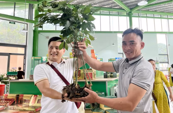 Người mua cây sâm khủng này là một vị khách đến từ Hà Nội. Đây cũng là cây sâm được chốt với giá cao nhất từ trước đến nay tại lễ hội sâm Ngọc Linh. Ảnh: Tiền phong