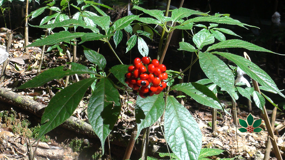 Sâm Ngọc Linh là một trong những loại sâm có hàm lượng saponin nhiều nhất, tương tự một số cây sâm quý từng được nghiên cứu sử dụng trên thế giới. Ảnh: Internet