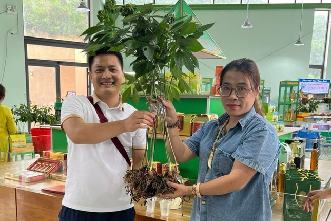 Tại lễ hội sâm năm ngoái, cây sâm này được trả với giá 750 triệu đồng nhưng anh không bán mang về trồng. Ảnh: Tiền phong