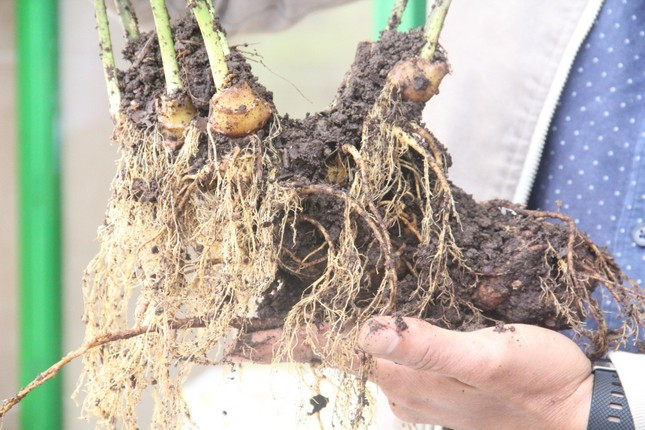 Theo các chuyên gia thẩm định, đây là củ sâm khỏe, đẹp và hiếm. Ảnh: Dân trí