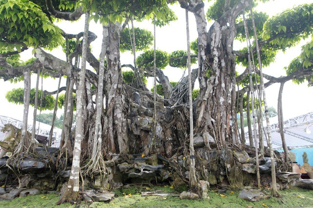 Thân cây ôm chặt vào phiến đá, toát lên vẻ đẹp cổ kính. Ảnh: Phapluatplus