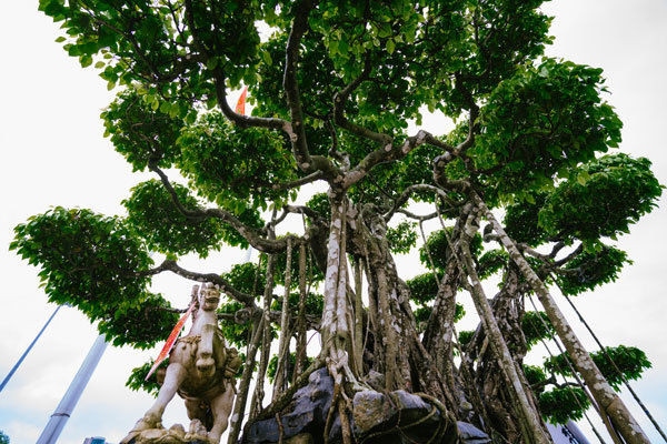 Cây sanh cổ có 9 thân vạm vỡ, chắc khỏe tượng trưng cho 9 con rồng hội tụ từ một gốc liền. Ảnh: Dân Việt