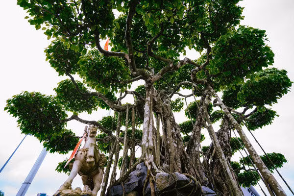 Cây sanh cổ có 9 thân vạm vỡ, chắc khỏe tượng trưng cho 9 con rồng hội tụ từ một gốc liền. Ảnh: Dân Việt