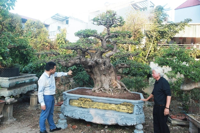 Giá trị của cây lộc vừng được ước tính lên tới hơn 1 tỷ đồng. Ảnh: Dân trí