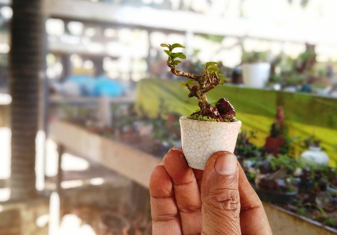 So với tiểu cảnh, bonsai thông thường, bonsai mini đòi hỏi rất cao từ nghệ thuật tạo hình cho đến khâu chăm sóc. Ảnh: Người lao động