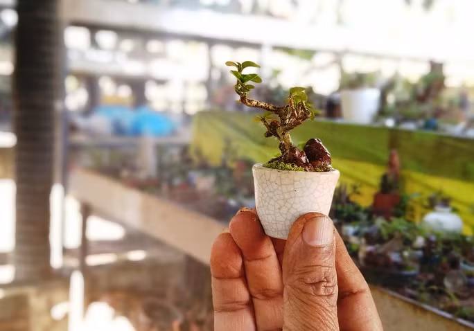 So với tiểu cảnh, bonsai thông thường, bonsai mini đòi hỏi rất cao từ nghệ thuật tạo hình cho đến khâu chăm sóc. Ảnh: Người lao động