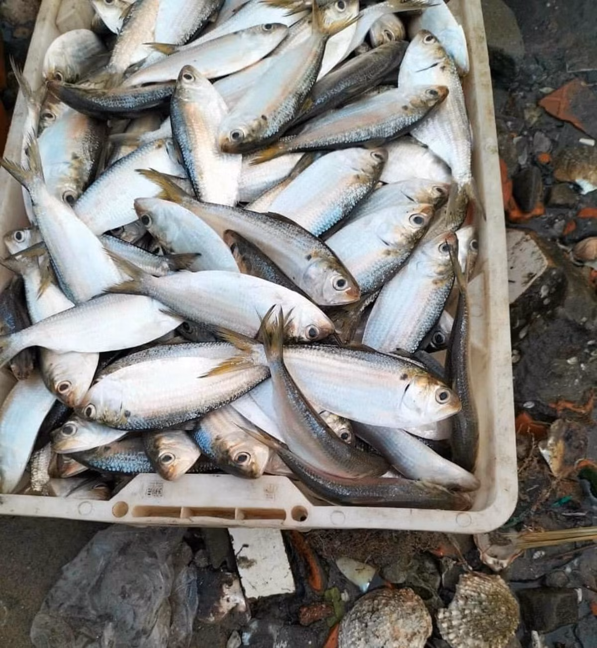  Cá mòi sinh sống ở vùng biển và vùng nước lợ ở cửa sông. Mỗi con cá mòi chỉ dài khoảng 15 cm và nặng khoảng 30g. Ảnh: Facebook