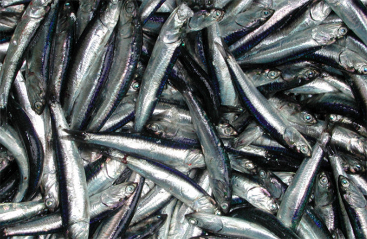 Nhưng hiện tại, cá mòi trong tự nhiên không còn nhiều nên được bán từ 70.000 - 120.000 đồng/kg. Ảnh: Dân Việt