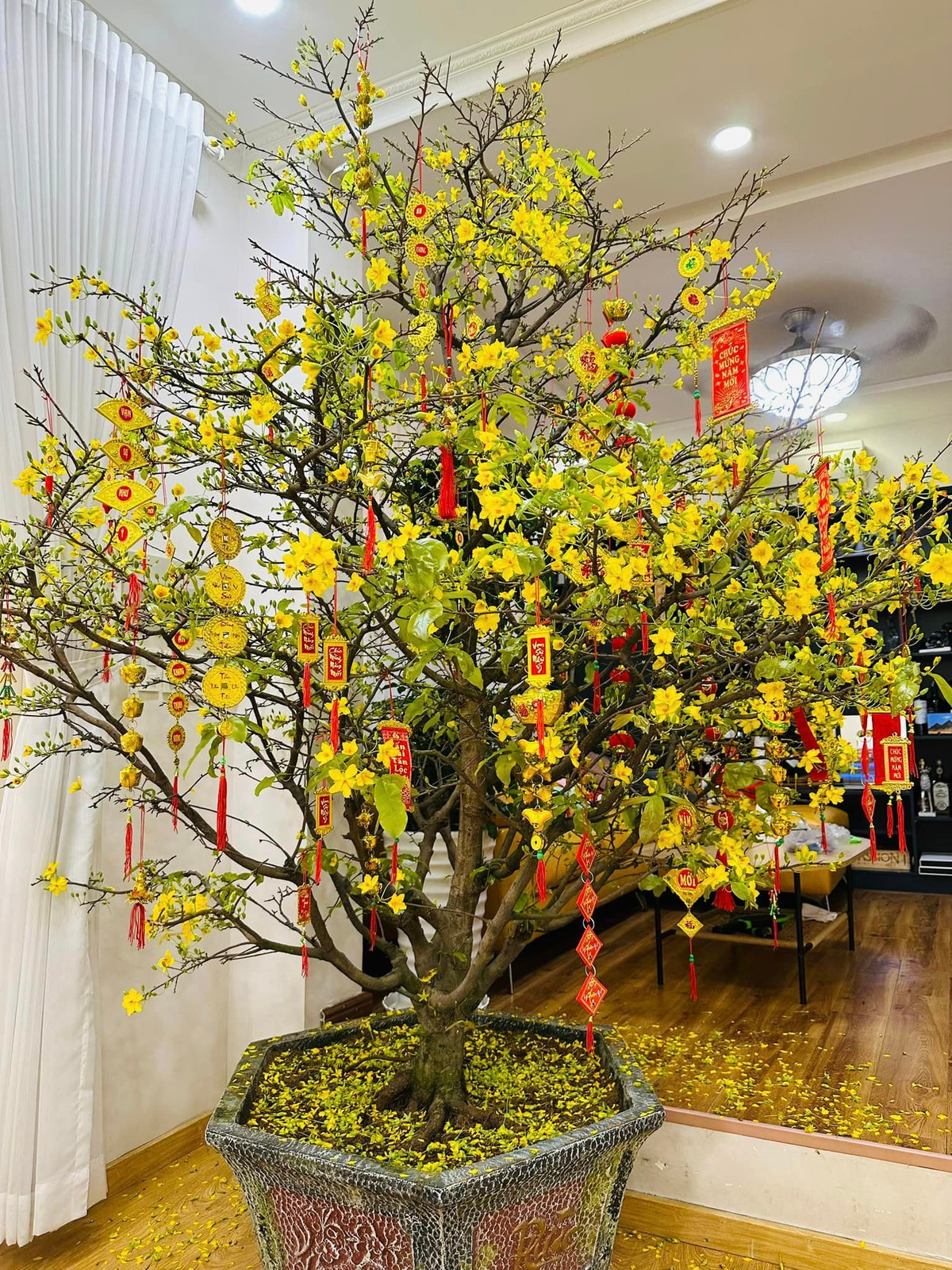 Mai vàng rực rỡ.