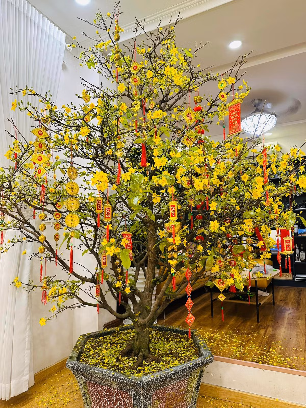 Mai vàng rực rỡ.