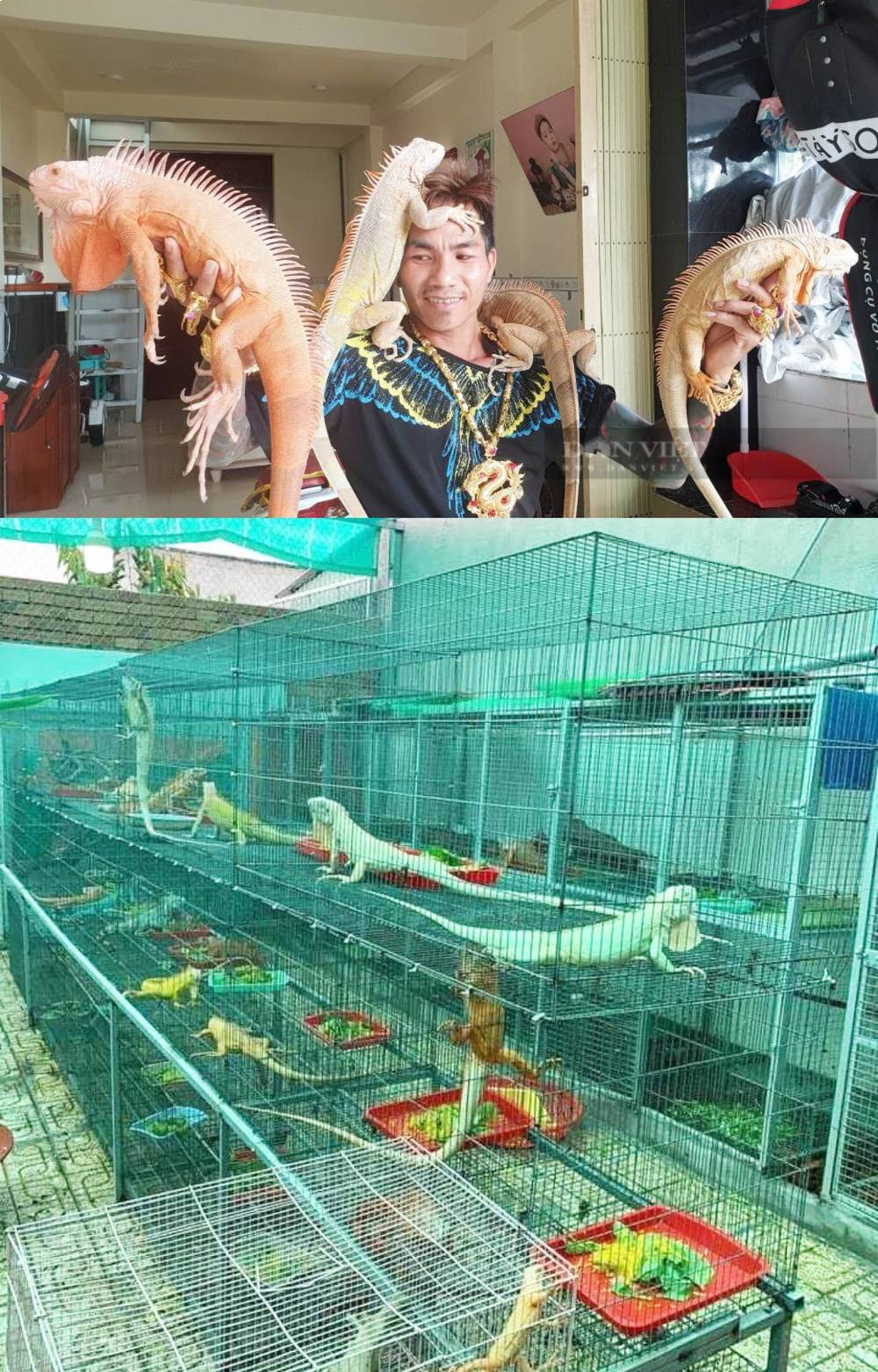 Gần 10 năm nay, anh Trần Đức Lợi đầu tư nuôi rồng Nam Mỹ quý hiếm. Đến nay, anh sở hữu hơn 50 con khác nhau, với đủ chủng loại và màu sắc. Ảnh: Dân Việt