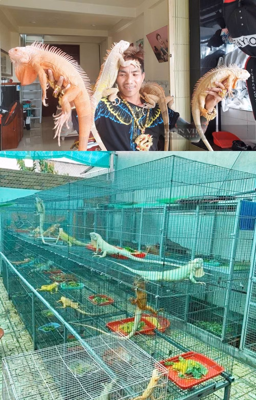 Gần 10 năm nay, anh Trần Đức Lợi đầu tư nuôi rồng Nam Mỹ quý hiếm. Đến nay, anh sở hữu hơn 50 con khác nhau, với đủ chủng loại và màu sắc. Ảnh: Dân Việt