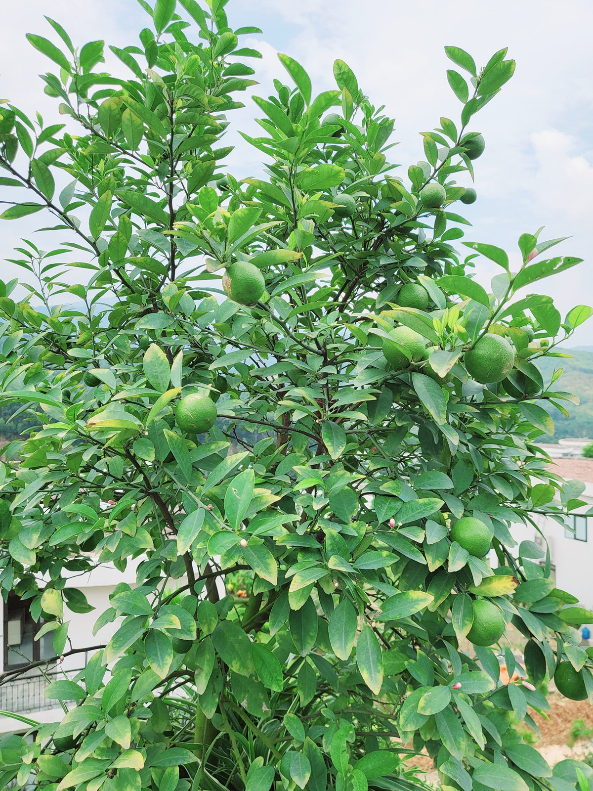 Chanh ta ăn mãi không hết.