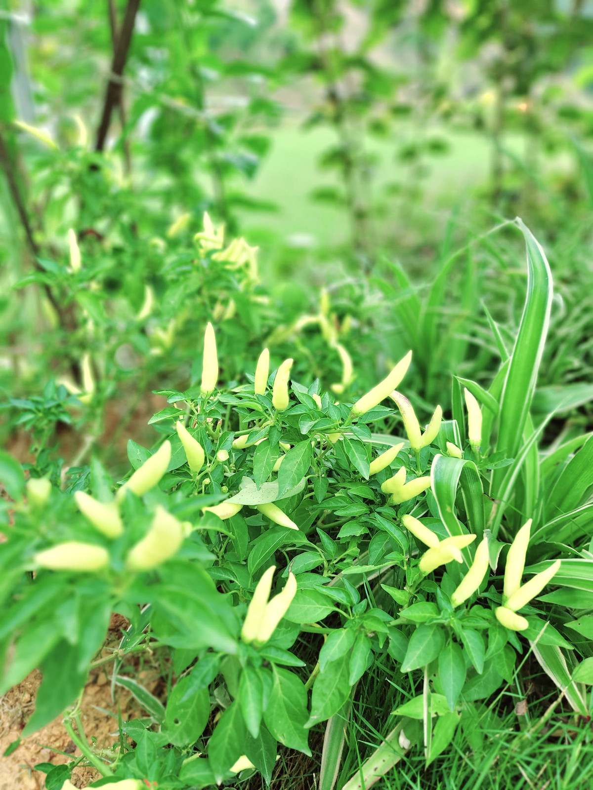 Cây ớt cho trái liên tục.