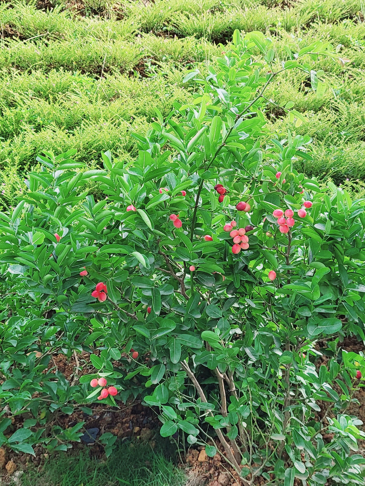 Quả siro sắp chín đỏ trong khu vườn.