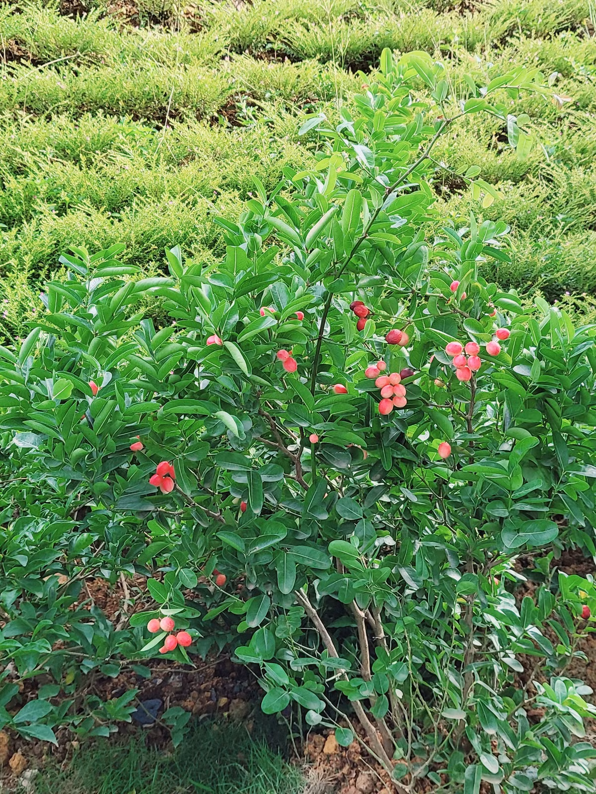 Quả siro sắp chín đỏ trong khu vườn.