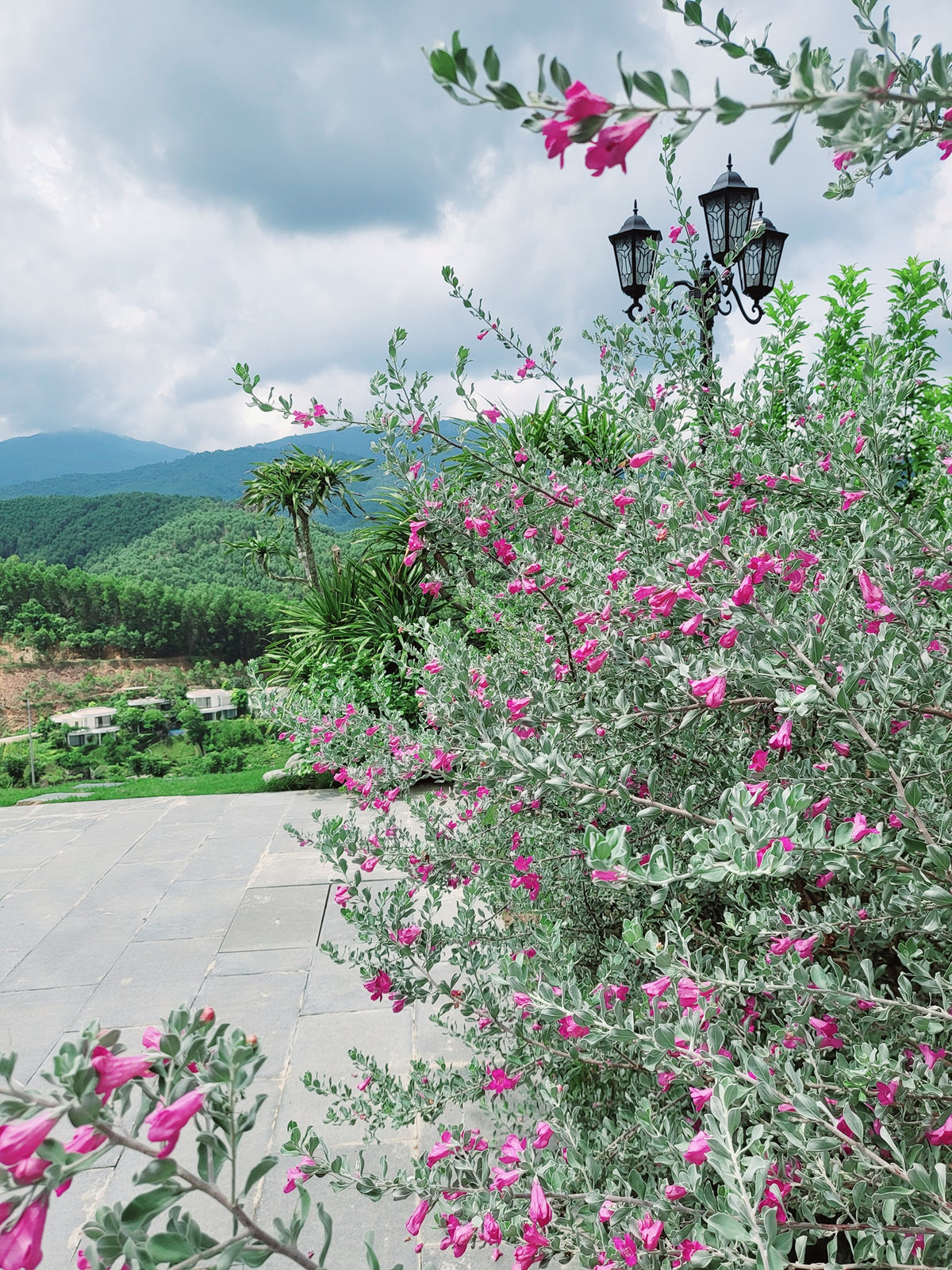 Mới đây, bà xã Mạnh Trường tiếp tục hé lộ không gian sân vườn bên ngoài biệt thự kèm chia sẻ: "Hoa cỏ ngập lối sân nhà em".