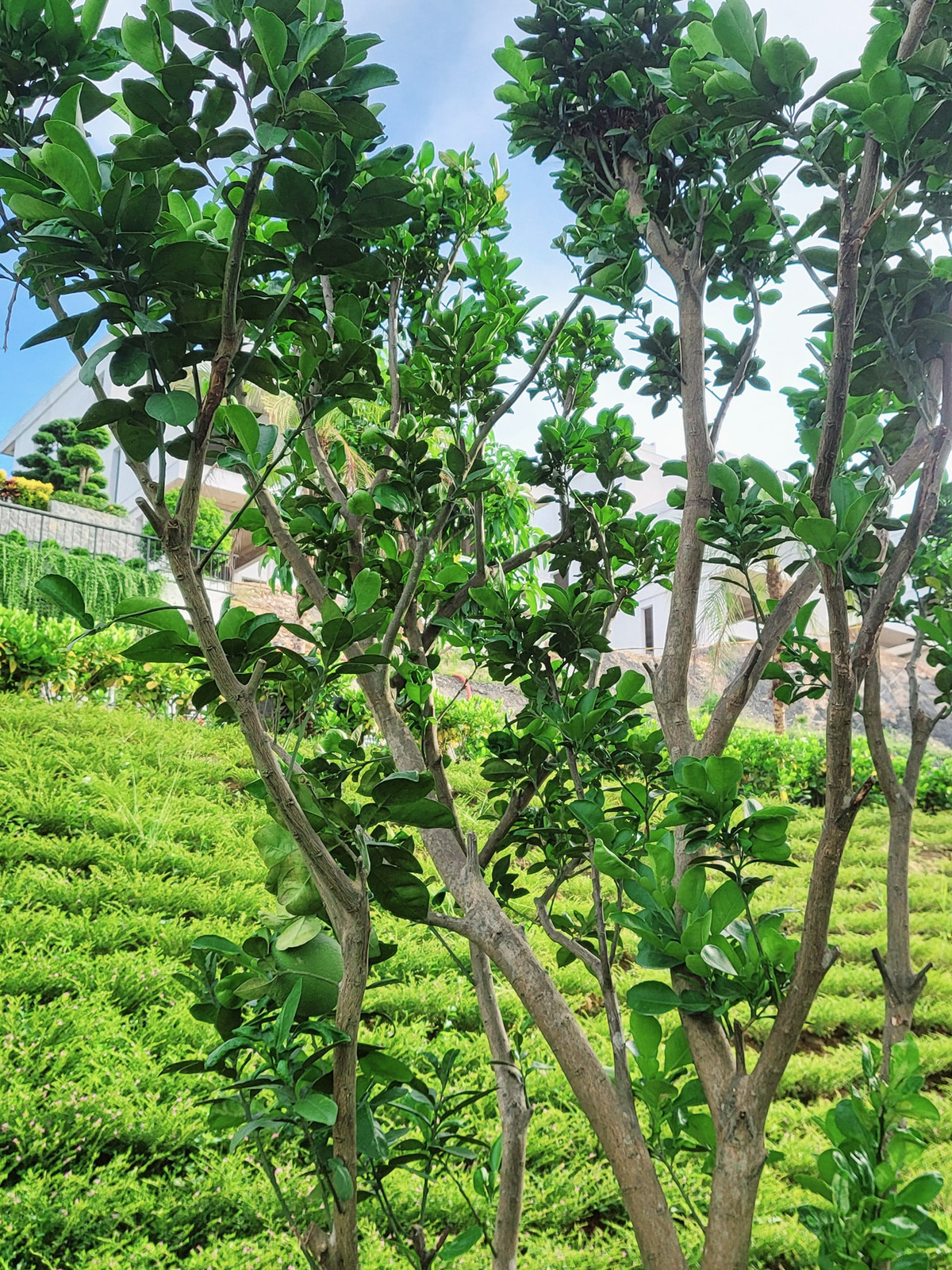 Những trái bưởi đầu tiên đã bói.