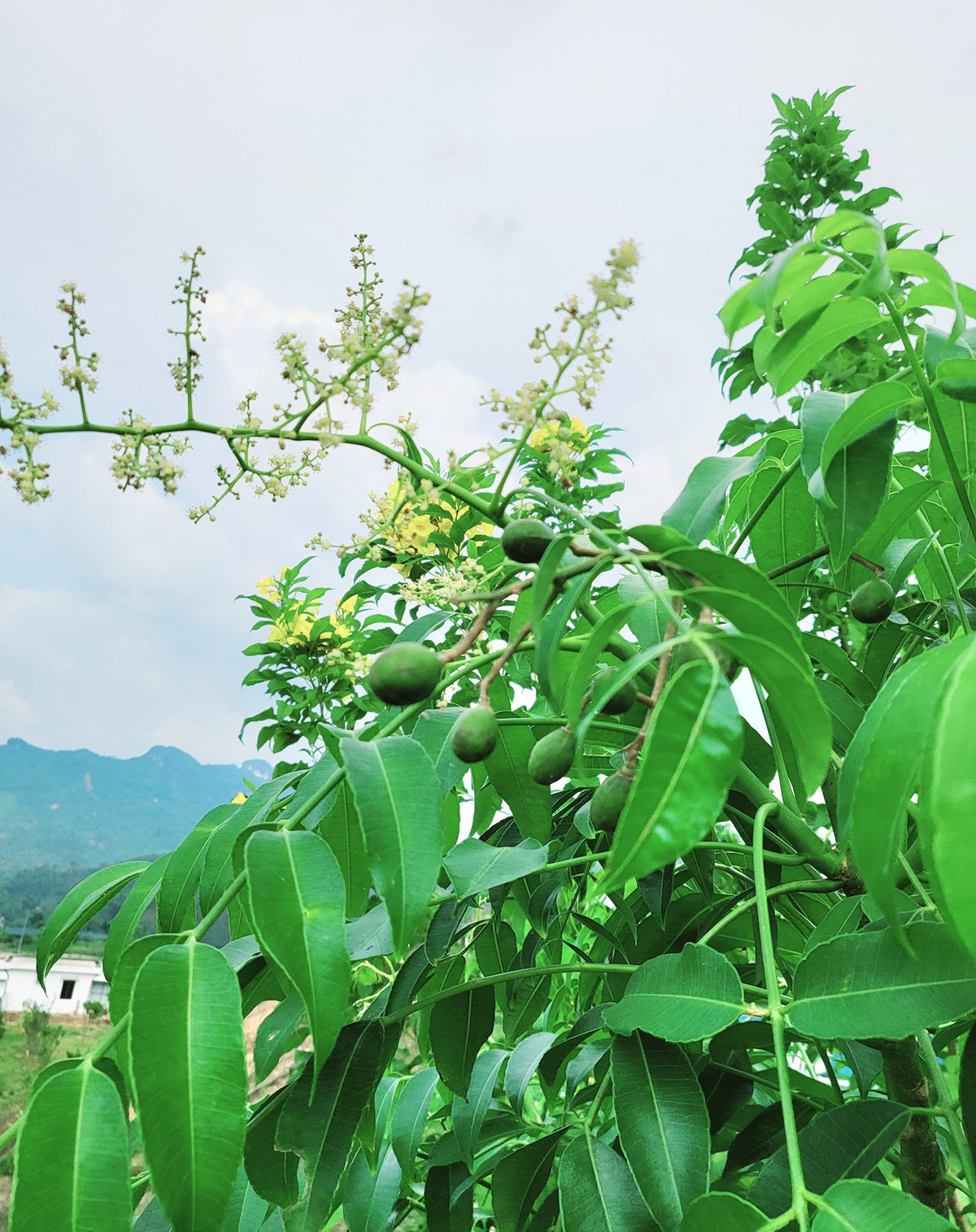 Chùm cóc đầu tiên trồng tại biệt thự trên núi.