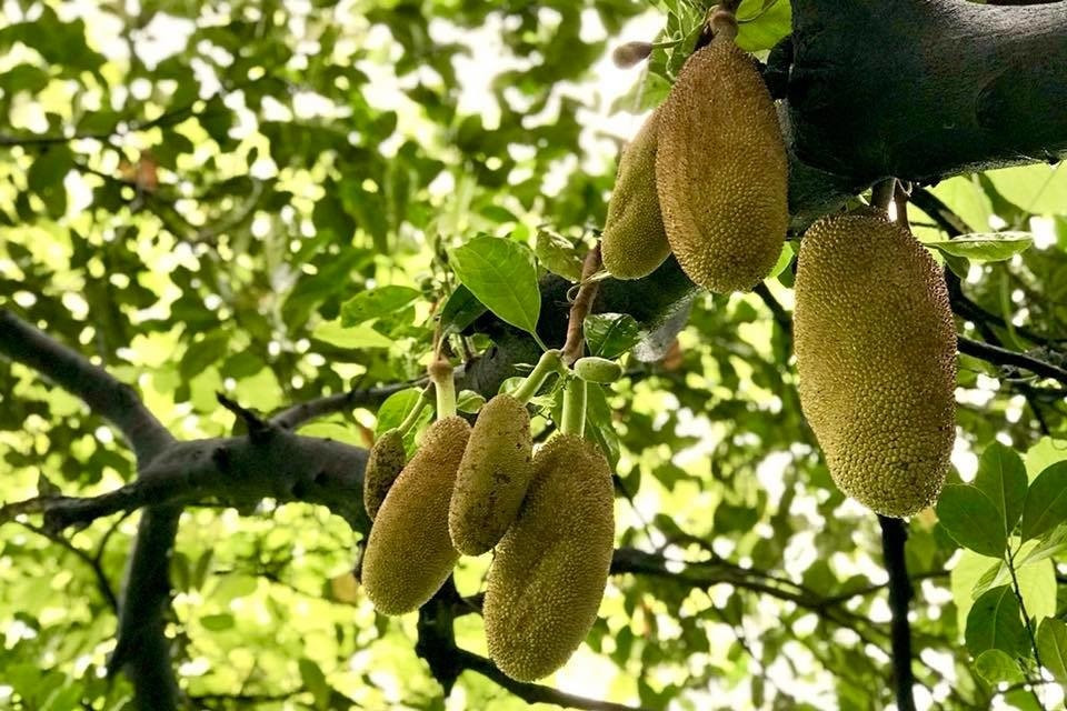 Mỹ Lệ yêu thích công việc vườn tược và thu hoạch bởi nó giúp cuộc sống cô bình yên hơn.