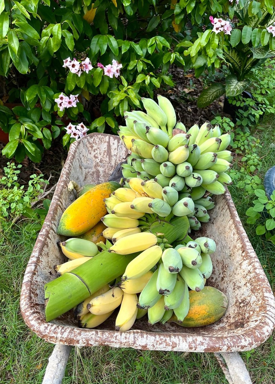 Nữ ca sĩ thường biếu tặng người thân, bạn bè rau củ, quả trong vườn.