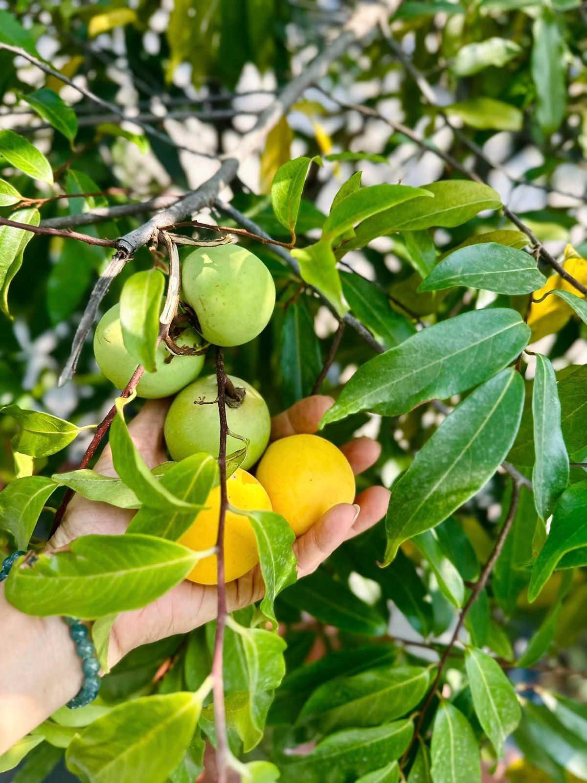 Cây thị cho trái lúc lỉu quả.