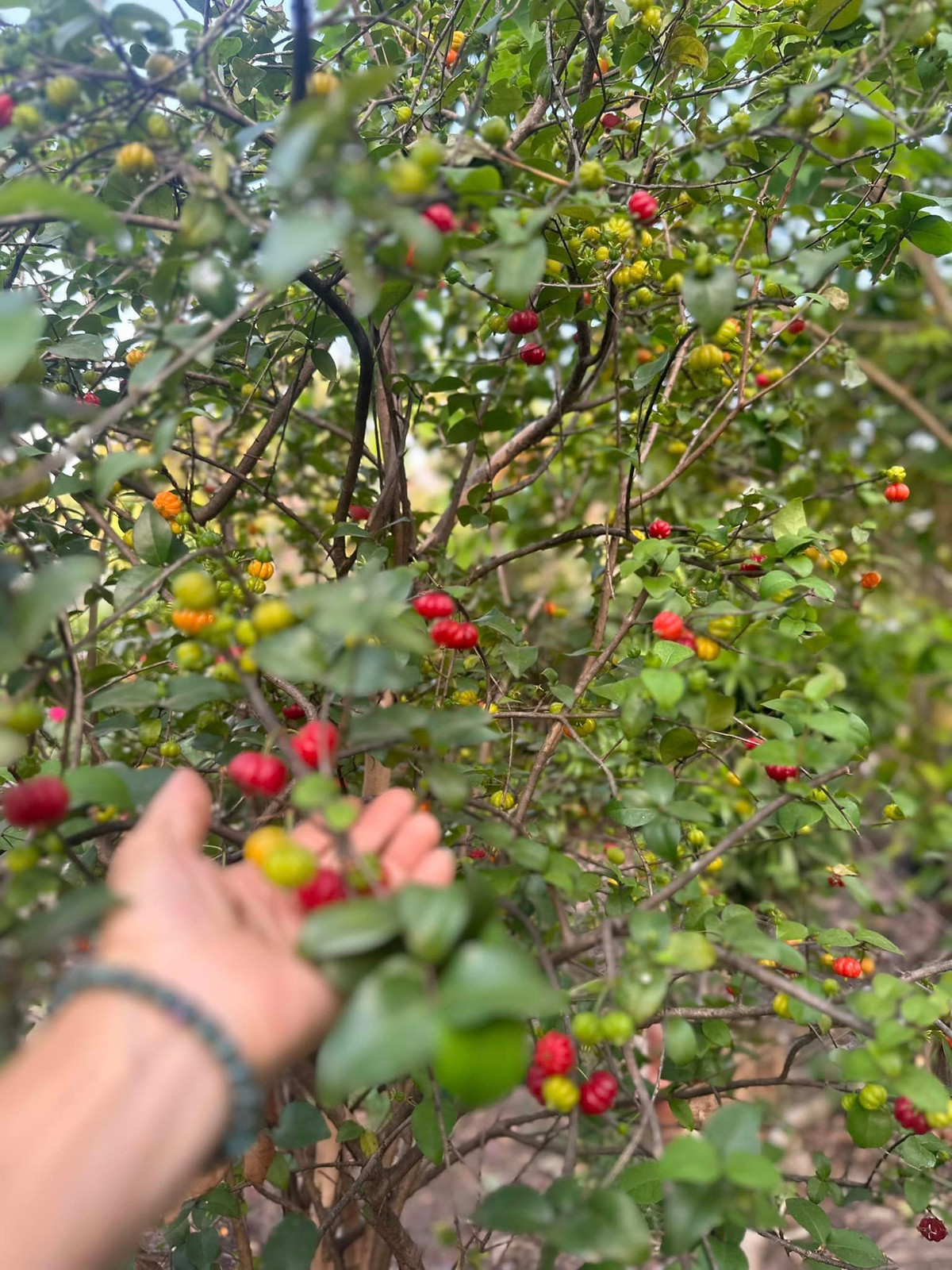 Ngoài hoa, trong vườn nhà ca sĩ Mỹ Lệ còn trồng rất nhiều rau củ quả và cây ăn trái.