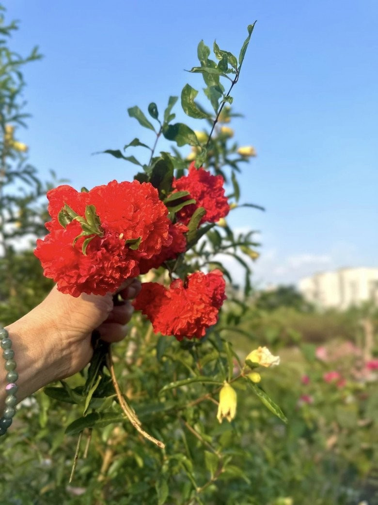 Những chùm hoa rực rỡ khiến mọi người mê mẩn.