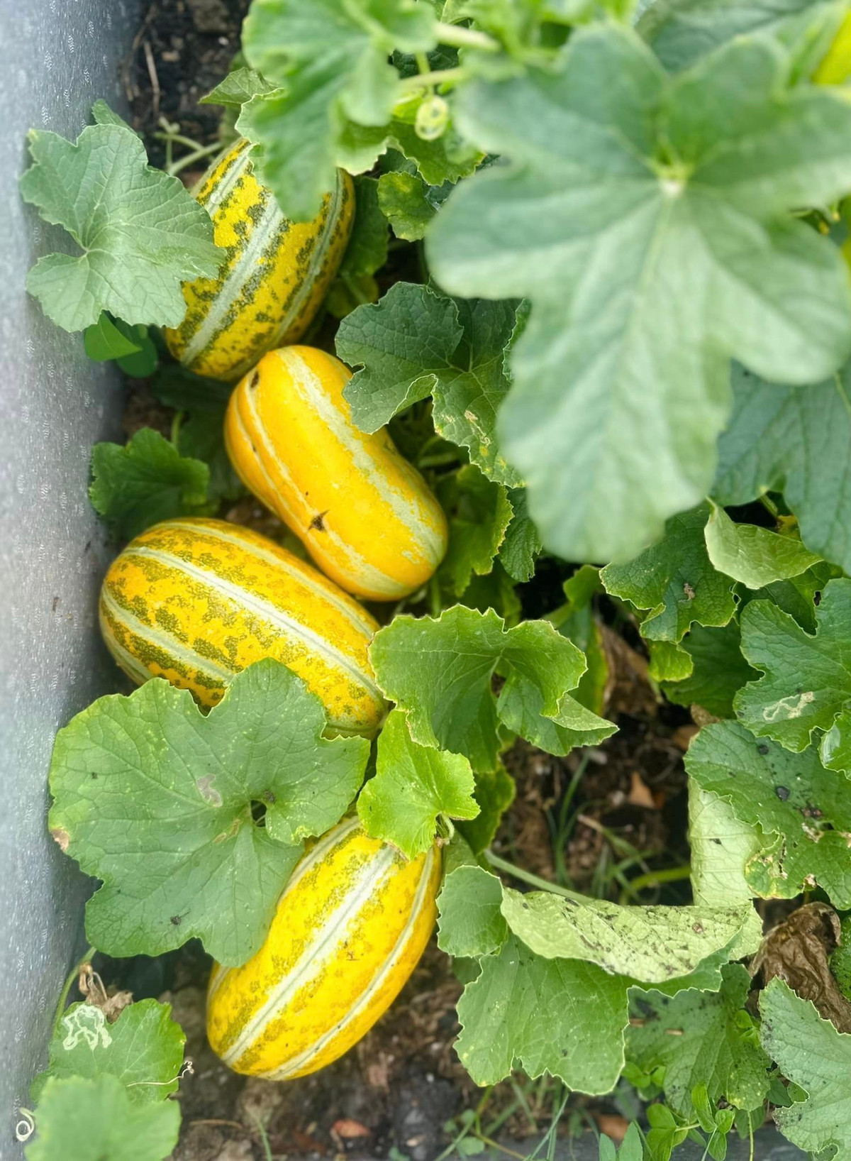 Mới đây, ca sĩ Mỹ Lệ thích thú chia sẻ về khu vườn đầy hoa trái.