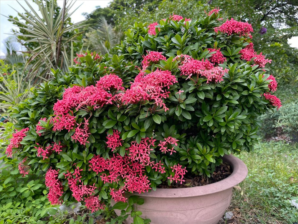 Nữ ca sĩ không dùng thuốc trừ sâu mà dùng phân hữu cơ bón cho cây.