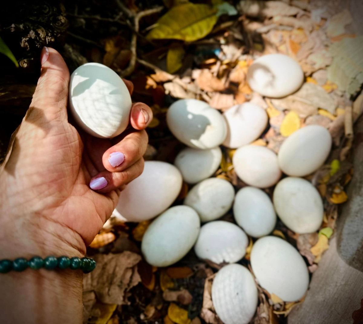 Ngoài trồng cây, gia đình Mỹ Lệ còn nuôi các con vật trong trang trại hàng nghìn m2. Nữ ca sĩ thích thú khi được thu hoạch trứng. Nguồn ảnh: FNNV