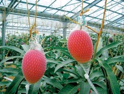 Ông Hiroyuki Nakagawa đã tạo ra giống xoài đắt nhất thế giới bằng cách sử dụng nhà kính đầy sương mù cùng các tài nguyên thiên nhiên như tuyết và suối nước nóng để làm mát và sưởi ấm cho cây. Ảnh: Mango world