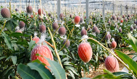 Độ ẩm thấp tại Hokkaido cũng làm giảm nhu cầu về hóa chất loại bỏ nấm mốc. Thêm vào đó, thu hoạch vào mùa đông – khi nông dân có ít công việc hơn, giúp tiếp cận lao động tốt hơn trong bối cảnh Nhật Bản thiếu nhân công. Ảnh: Japan Times