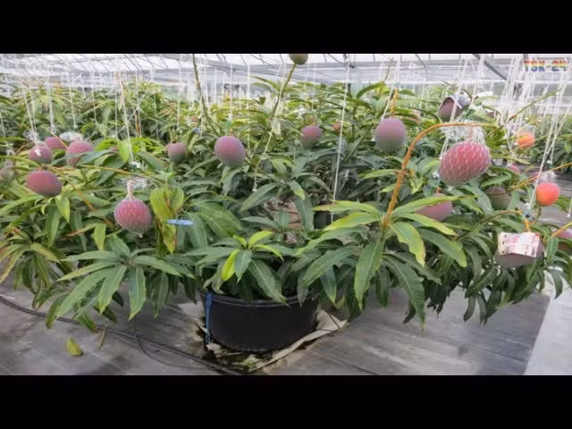 Bí quyết để có những quả xoài đắt nhất thế giới là Nakagawa sử dụng hai trong số các nguồn tài nguyên thiên nhiên nổi tiếng của Hokkaido: tuyết và suối nước nóng onsen. Ảnh: Twitter