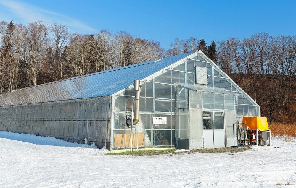 Ông lưu trữ tuyết từ những tháng mùa đông và sử dụng nó vào mùa hè để làm mát nhà kính của mình, đánh lừa các loại trái cây nở hoa muộn. Ảnh: Japan Times