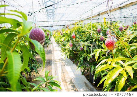 Nakagawa trồng xoài ở vùng Tokachi của Hokkaido từ năm 2011. Ông chuyển sang trồng xoài sau khi rời bỏ công việc kinh doanh dầu mỏ. Ảnh: Pixta