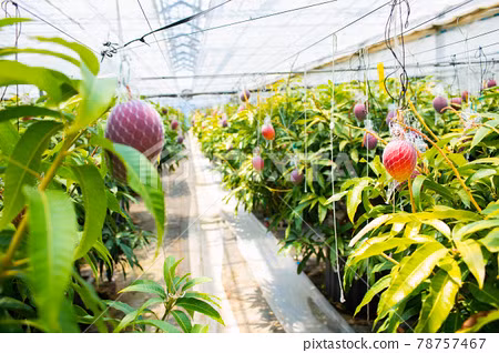 Nakagawa trồng xoài ở vùng Tokachi của Hokkaido từ năm 2011. Ông chuyển sang trồng xoài sau khi rời bỏ công việc kinh doanh dầu mỏ. Ảnh: Pixta