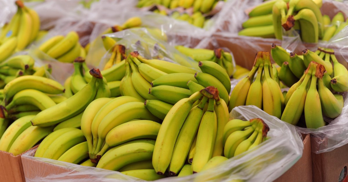 Hiện, chuối Việt Nam xuất khẩu sang Nhật Bản được hưởng mức thuế ưu đãi. Ngoài ra, nhiều hệ thống tiêu thụ tại Nhật Bản mong muốn nhập khẩu chuối từ Việt Nam, bởi người tiêu dùng Nhật Bản cho rằng chuối Việt Nam thơm ngon. Ảnh: Union Trading