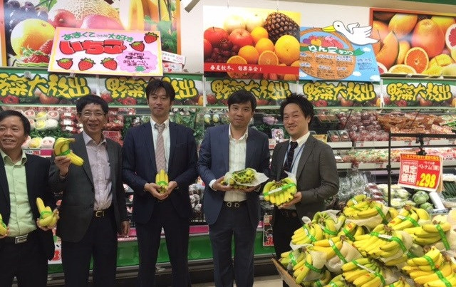 Theo đó, chuối Việt Nam vào Nhật Bản phải đảm bảo hơn 200 chỉ tiêu về chất lượng, từ thổ nhưỡng trồng chuối đến quy trình chọn giống, chăm bón đến thu hoạch, lựa chọn chuối (quả đều kích cỡ) đóng gói bao bì, vệ sinh thực phẩm, cách xếp trong container để chuối không bị va chạm, trầy xước...Ảnh: Vietnam+