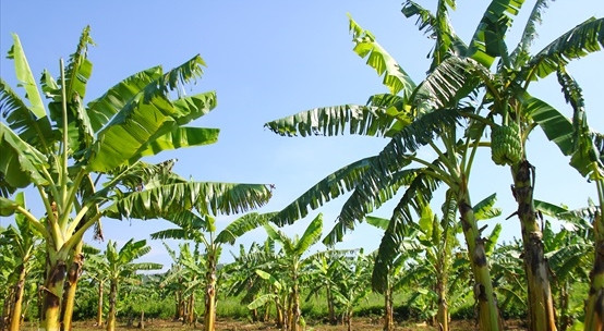 Quy trình trồng và chăm sóc chuối phải tuân thủ các quy định của Nhật Bản về an toàn thực phẩm. Đặc biệt, các loại thuốc trừ sâu và các hóa chất có khả năng gây hại cho sức khỏe con người không được sử dụng. Ảnh: Nongnghiep