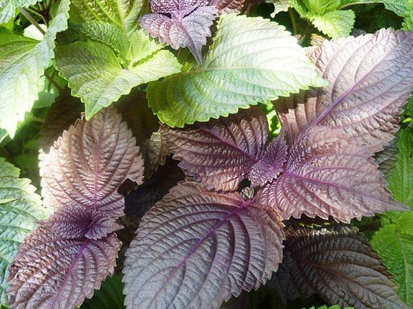 Ở Việt Nam, tía tô bán đầy chợ chỉ 1.000 - 2.000 đồng/mớ nhưng xuất sang Nhật 700 đồng/lá. Ảnh: Internet