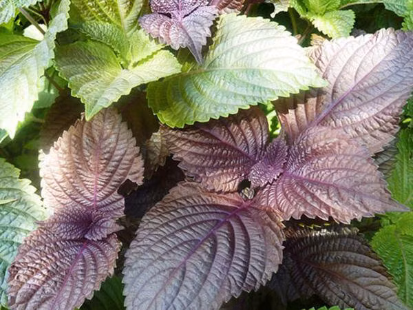 Ở Việt Nam, tía tô bán đầy chợ chỉ 1.000 - 2.000 đồng/mớ nhưng xuất sang Nhật 700 đồng/lá. Ảnh: Internet