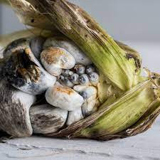 Loại nấm này phát triển trên bắp ngô sau trời mưa khiến những hạt ngô biến thành những cục bướu trắng, xám, hồng và đen bất thường. Ảnh: Eater