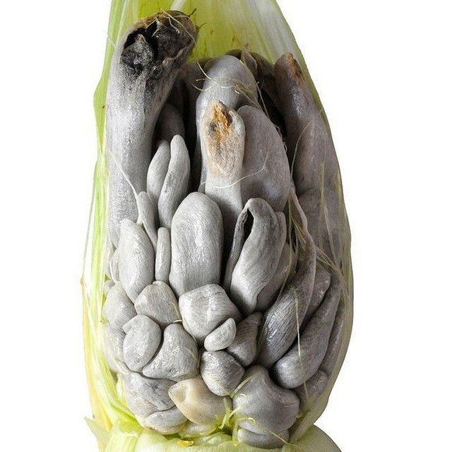 Người tiêu dùng gần như không thể tìm thấy huitlacoche trên các kệ hàng tạp hóa ở các nước khác trên thế giới. Ảnh: Getty