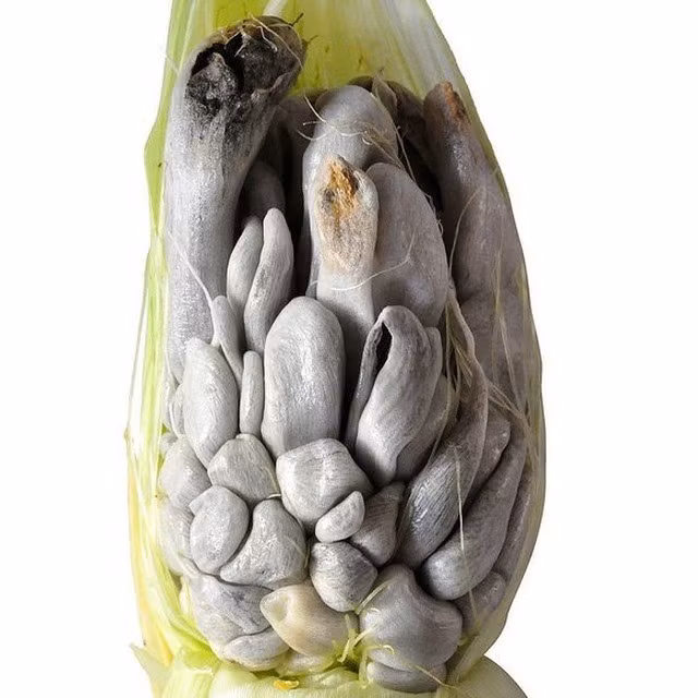 Người tiêu dùng gần như không thể tìm thấy huitlacoche trên các kệ hàng tạp hóa ở các nước khác trên thế giới. Ảnh: Getty