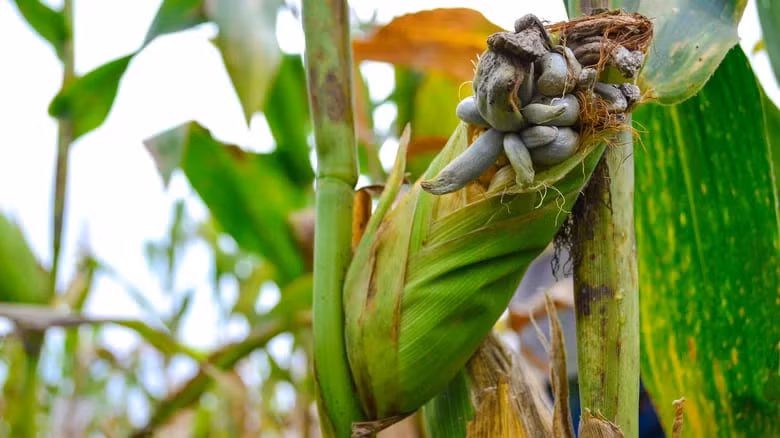 Giá trung bình của huitlacoche tươi ở Mỹ thường vào khoảng từ 34 đến 42 USD/kg (799.000 - 988.000 đồng/kg), cao hơn đáng kể so với ngô tươi (117.000 đồng/bó). Ảnh: Getty