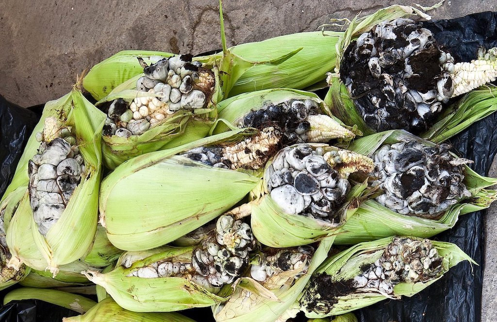 "Huitlacoche" có nghĩa là bệnh than ngô. Thực chất, đây là một loại bệnh gây hại cho cây, xuất phát từ nấm Ustilago maydis. Anhr: Julia Eats