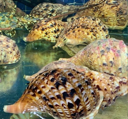 Trên thị trường, loại ốc này được bán ở các cửa hàng chuyên biệt với giá từ 769.000 - 829.000 đồng/kg. Ảnh: Hungtruongsa