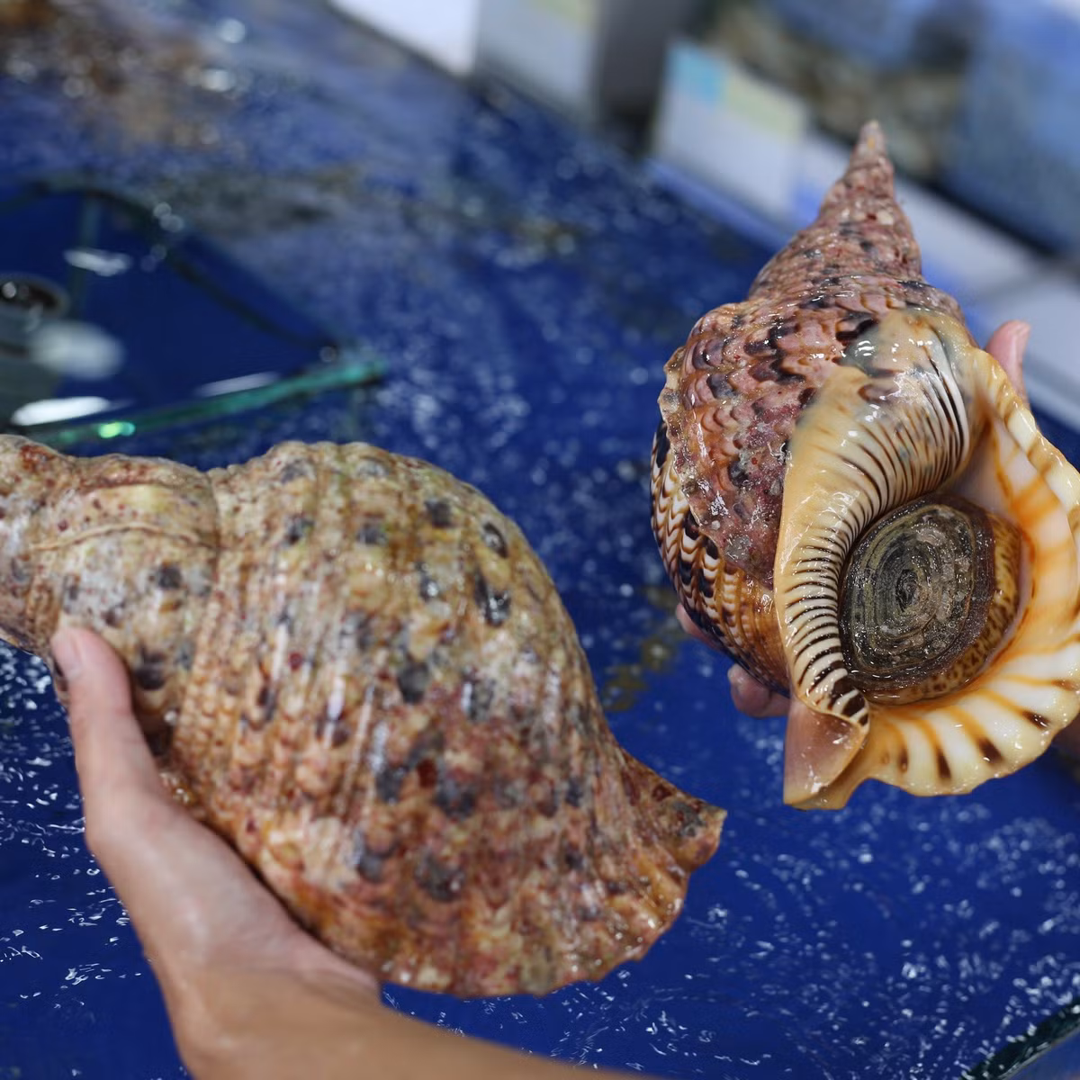 Ngoài phần thịt dày, giòn và thơm hơn các loại ốc khác, vỏ ốc hoàng hậu khá bắt mắt, có thể dùng để trưng bày. Ảnh: Haisanhoanggia